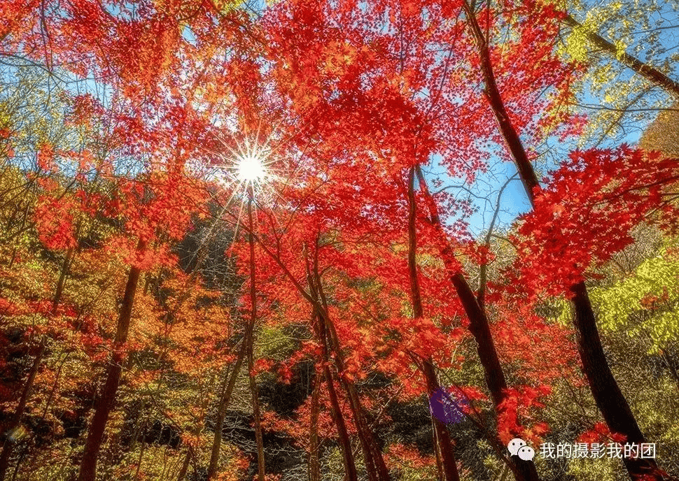 、红海滩、中朝边界鸭绿江、奈曼旗怪柳林、宝古图大漠驼影、五角枫摄影团pg电子网站