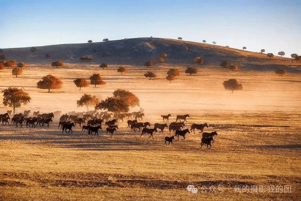 、红海滩、中朝边界鸭绿江、奈曼旗怪柳林、宝古图大漠驼影、五角枫摄影团pg电子网站【确定发团】金秋赏枫来之本溪关门山红叶、老边沟、天桥沟(图8) 、红海滩、中朝边界鸭绿江、奈曼旗怪柳林、宝古图大漠驼影、五角枫摄影团pg电子网站【确定发团】金秋赏枫来之本溪关门山红叶、老边沟、天桥沟(图8)